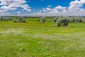Landscape with flowering meadow near village Zeleny Guy on the Sura river in Ukraine