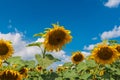 Landscape with flowering sunflowers against blue summer sky in Ukraine Royalty Free Stock Photo