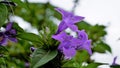 Barleria cristata also known as Philippine violet, Bluebell barleria, Crested Philippine violet