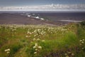 Landscape of flowers with sandur glacial flood plain in the ba