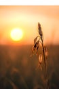 Landscape focus of  Dry grass with sunset background. Royalty Free Stock Photo