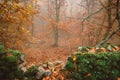 Landscape with fog in a chestnut forest near Montanchez in Spain