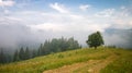 Landscape with fog, lonley tree, dirt road and fir forest in mountains