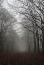 a landscape with a foggy forest path Royalty Free Stock Photo