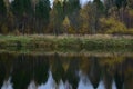 Landscape forest on the banks of the river. Birch grove, green grass, thick firs and pines. The array is reflected Royalty Free Stock Photo