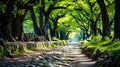 Landscape forest - bathing in forest, Japanese practice of relaxation as shinrin-yoku. AI generated Royalty Free Stock Photo