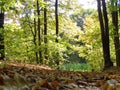 Autumn landscape in the forest with black alders.