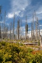 Landscape with forest - dead and fallen trees and growing young living trees spruce