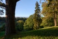 An old pine tree on the top of the hill rises above the evening forest Royalty Free Stock Photo