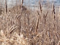 Landscape in a forest in the early winter Royalty Free Stock Photo