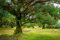 Landscape with the forest of Fanal, Madeira island