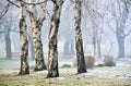 Landscape of forest in fog