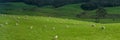 Landscape with forest and grazing sheep, North Island, New Zealand Royalty Free Stock Photo