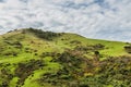 Landscape with forest and grazing sheep, South Island, New Zealand