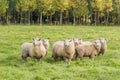 Landscape with forest and grazing sheep, South Island, New Zealand Royalty Free Stock Photo