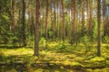 Landscape of the forest. Green summer forest in sunlight. Coniferous trees, moss on the ground