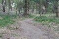 Landscape forest path spring road to the forest Royalty Free Stock Photo