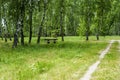 Forest path to the summer birch grove with a wooden table Royalty Free Stock Photo