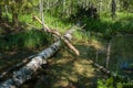 Landscape with forest river and beaver logs, Sergeevo, Palekh, V