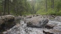 Landscape with forest and a river in front. Beautiful scenery. River in the forest