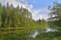 Landscape forest river, overgrown with Lily pads and reeds, the Royalty Free Stock Photo