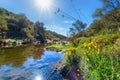 Landscape with forest, river and yelow flowers in front. Beautiful scenery in South of Spain