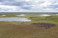 Landscape of the forest-tundra and the sandy river bank, photo from quadrocopter, bird`s eye view. Arctic Circle, Yamal, reind