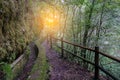 Landscape with forest vegetation in natural parc Los Tiles, La Palma island