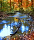 Landscape, forest and water in creek with trees, bush and environment in sunshine with red leaves. Woods, river and Royalty Free Stock Photo