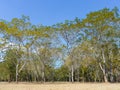 Landscape forests in spring with bright blue sky