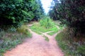 Landscape with fork rural roads in autumn forest