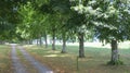 Landscape with fork rural roads in forest Royalty Free Stock Photo