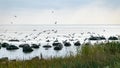 Landscape formed by large boulders covering the coast, a flock of birds resting on the rocks, morning hour