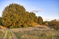 Landscape with forrest road