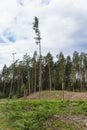 landscape of a fragment of pine forest in which some trees have been cut down Royalty Free Stock Photo