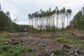landscape of a fragment of pine forest in which some trees have been cut down Royalty Free Stock Photo