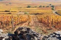 Landscape of France, the Burgundy region: autumn vineyards