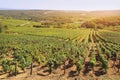 Landscape of France, the Burgundy region: autumn vineyard