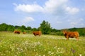 Landscape with French Limousin cows Royalty Free Stock Photo