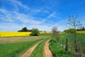 Landscape French Limousin with seed