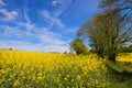 Landscape French Limousin with seed