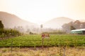 Landscape of Fresh Strawberry fruits Farm and Row of Strawberry