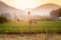 Landscape of Fresh Strawberry fruits Farm and Row of Strawberry