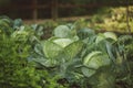 Landscape freshly growing cabbage field. Royalty Free Stock Photo