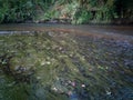 Landscape with freshwater algae in clear shallow water stream and steep grassy shore