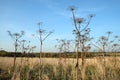 Landscape with front view on dry hogweeds stems with umbrellas on the autumn field against the background of the forest Royalty Free Stock Photo