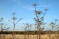 Landscape with front view on dry hogweeds stems with umbrellas on the autumn field against the background of the forest Royalty Free Stock Photo