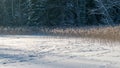 Landscape with frozen lake shore in winter, snow covered ice, snow texture, shadows on snow, winter