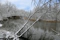 Frozen tree over river in forest Royalty Free Stock Photo