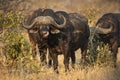 Adult buffalo bull licking his nose standing and looking at camera in Kruger South Africa